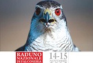 Raduno falconeria Bologna